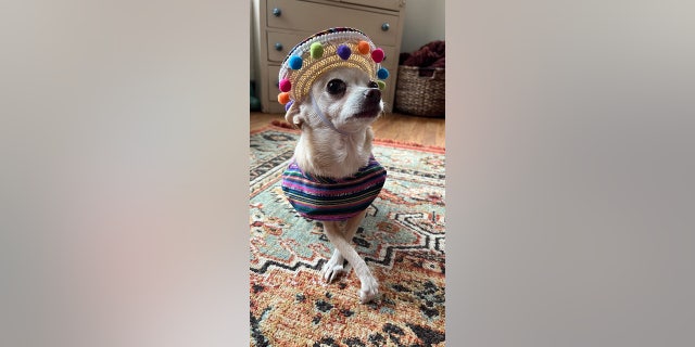 Phoebe the chihuahua poses with her paws crossed on Halloween 2022 in her Cleveland home.