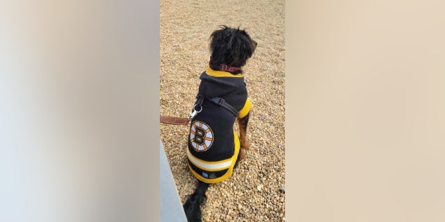 Boomer, a three-year-old mixed breed, is wearing a Bruins hockey jersey to support his favorite team amid Halloween and all year round.