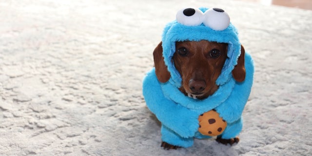 Molly, a dog from New York, is sporting a blue Cookie Monster costume from the children's show, "Sesame Street."