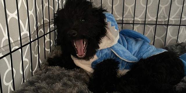 Ollie, a dog from New York City, is ready for Halloween dressed as a blue shark.