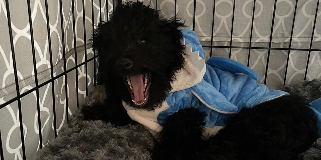 Ollie, a dog from New York City, is ready for Halloween dressed as a blue shark.