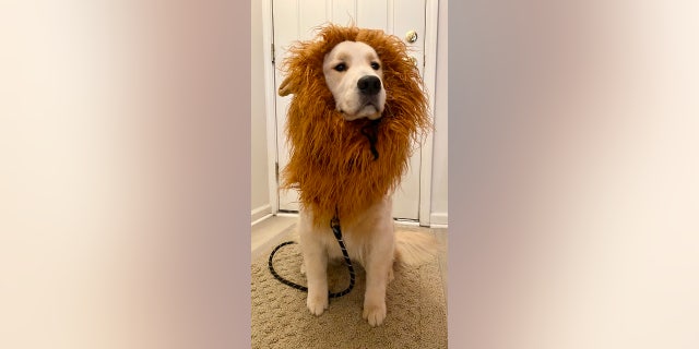 This Halloween dog — a golden retriever named Alice — struts her stuff as a lion.