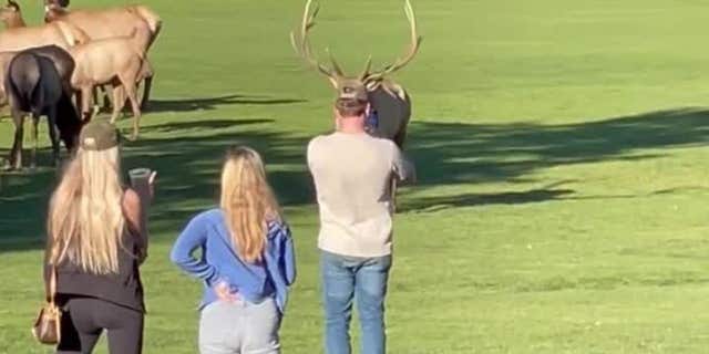 Tourists in Colorado national park attempt to photograph bull elk