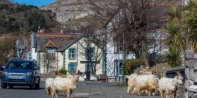 In 2020, a herd of Kashmiri goats from the nearby coast had made their way to Llandudno, Wales, and remained in the closed streets of the city.