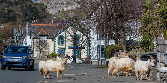 In 2020, a herd of Kashmiri goats from the nearby coast had made their way to Llandudno, Wales, and remained in the closed streets of the city.