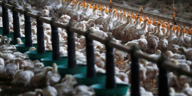 This year's unprecedented outbreak of bird flu has led to the culling of about 47.7 million birds. Pictured: Chickens are seen feeding at a poultry farm in Le Mans, France, on Nov. 13, 2019.