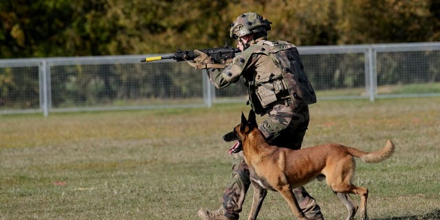 Police dogs have helped soldiers, police officers and other rescuers over the years. 