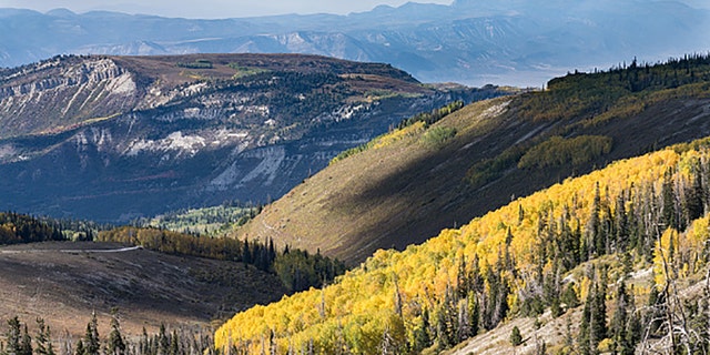 Aspen trees in fall color in the autumn in the Manti-La Sal National Forest. 