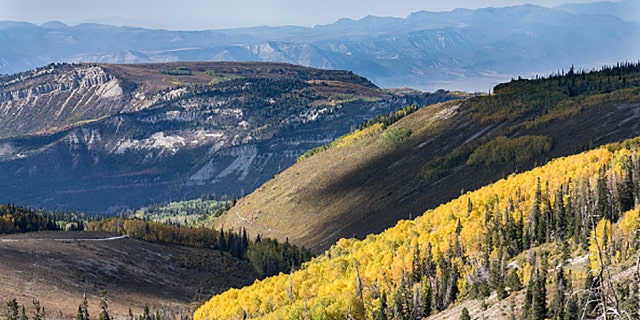 Aspen trees in fall color in the autumn in the Manti-La Sal National Forest.