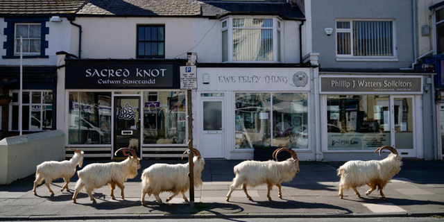 A town in Wales that has been overrun by feral goats since the early days of the coronavirus pandemic has formed a task force to address the problem.