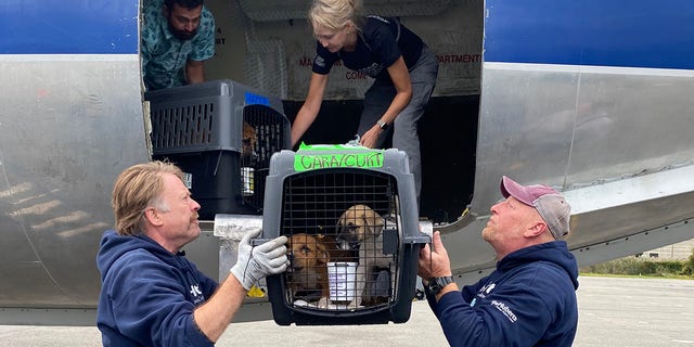 Rescue dogs are transported from Florida amid Hurricane Ian to Morristown, New Jersey, on Oct. 2, 2022.