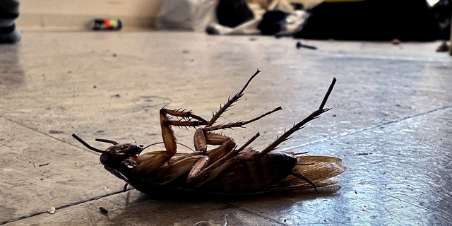 WASHINGTON, DC- SEP 23: This dead cockroach was one of many found in an empty apartment in the Lincoln Heights area in NE Washington, D.C. on September 23, 2022.  (Photo by Michael S. Williamson/The Washington Post via Getty Images)