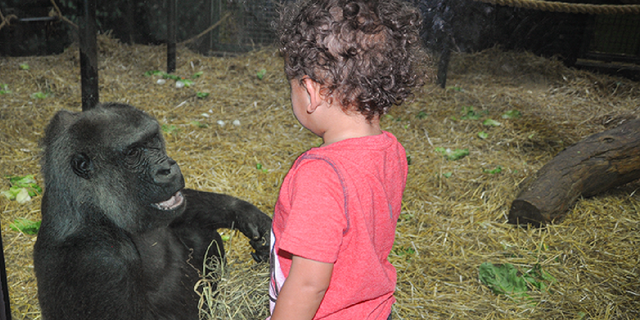 Helen, a western lowland gorilla at the Louisville Zoo, was the oldest gorilla in North America. She died on Oct. 14, 2022, at the age of 64.