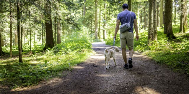 Les promeneurs de chiens qui vivent dans des zones où résident des coyotes doivent également garder leurs chiens en laisse et à proximité lors de leurs sorties.