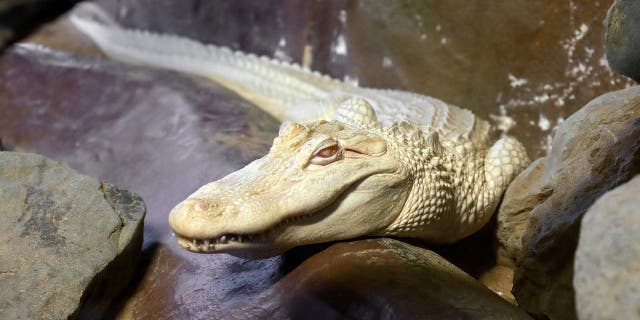 American man allegedly carried live albino alligator in suitcase at German airport: report 2 Albino alligators are extremely rare and have translucent white skin, according to the Audubon Nature Institute. An American man reportedly had a live albino alligator (not pictured) packed in his suitcase at the Munich Airport in Germany.