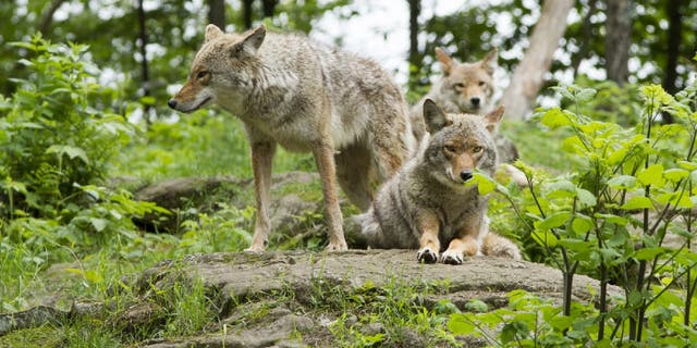 Members of a coyote pack spotted during summer.
