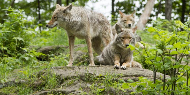 Members of a coyote pack spotted during summer.