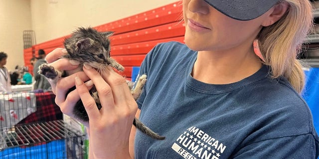 An American Humane volunteer holds a kitten that was rescued in Florida in the aftermath of Hurricane Ian on Oct. 4, 2022.
