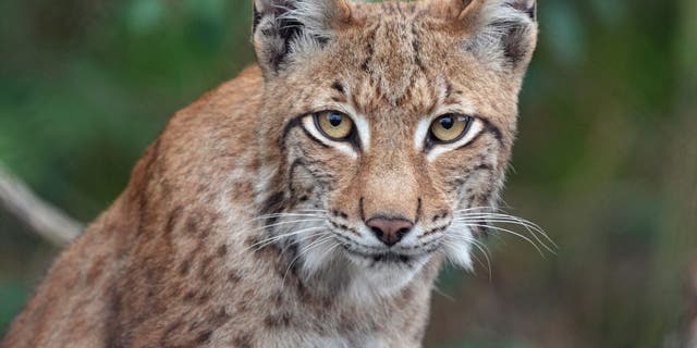 Lynx cat at a wild animal park.