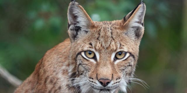 Lynx cat at a wild animal park.