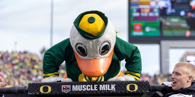 Puddles, the Oregon Ducks mascot, does pushups during the second half at Autzen Stadium on Oct. 22, 2022, in Eugene, Oregon.