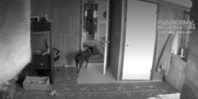 The home shown in this photo is haunted, according to its homeowner.  Here, the owner's dog walks around after being alerted by a sound or vision inside.