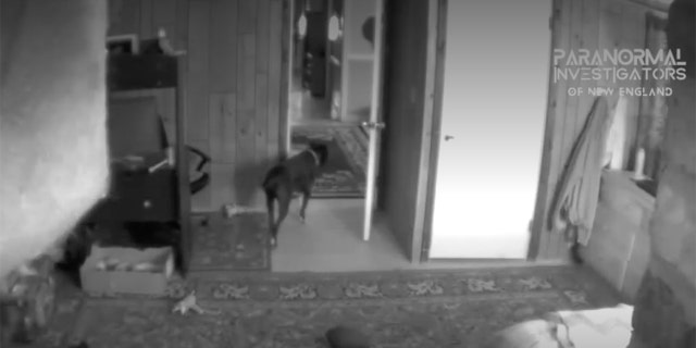 The home shown in this photo is haunted, according to PI-NE. Here, the owner's dog was alerted by a sound or vision inside.