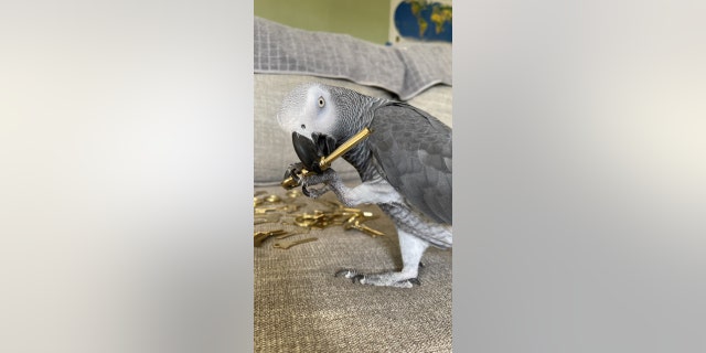 Apollo, an African gray parrot, is popular on social media, with multiple accounts following his daily life and a growing list of skills and abilities.