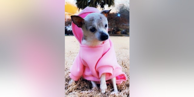 The tiny terrier was five months away from her 23rd birthday.