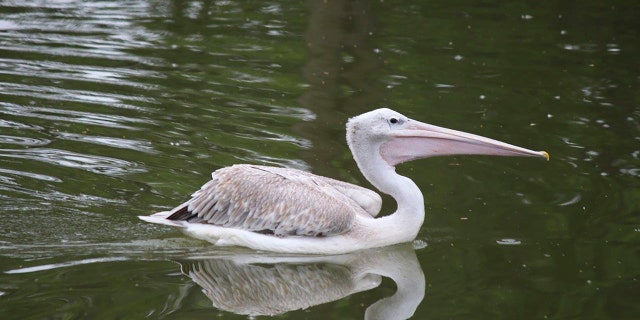 This undated photo provided by Omaha’s Henry Doorly Zoo and Aquarium shows a pink-backed pelican. The zoo has closed several exhibits and taken other precautions after one of its pelicans died from the bird flu on Thursday, Oct. 13, 2022.
