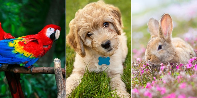Pet test! How well do you know the facts about these wonderful pets?