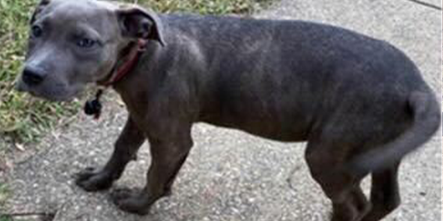 A pit bull