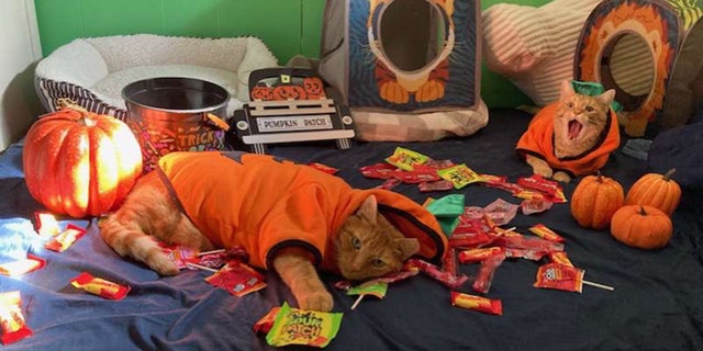 Rusty (left) and Simba (right), from West Sayville, New York, lie in a pile of Halloween candy while dressed as pumpkins.