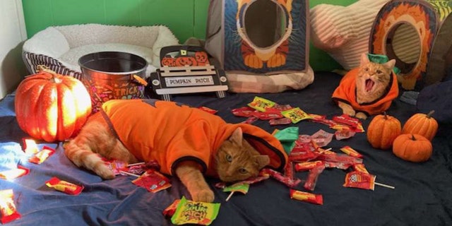 Rusty (left) and Simba (right), from West Sayville, New York, lie in a pile of Halloween candy while dressed as pumpkins.