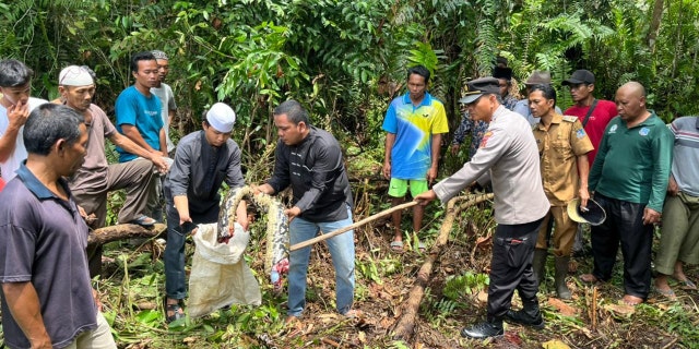 Research team members dissected the python and found the missing grandmother in the reptile's stomach. 