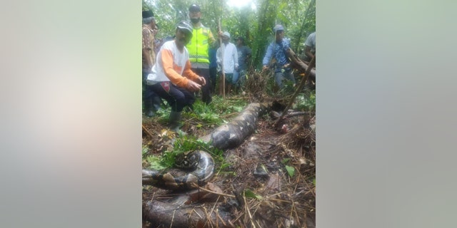 Members of a local search party located the 22-foot python nearly 48 hours after the woman disappeared.
