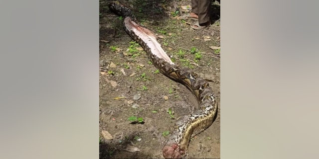 People who had been searching for the missing grandmother were shocked to find that the python ate the woman. 