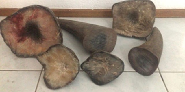 Rhino horns are incredibly rare after years of poaching.