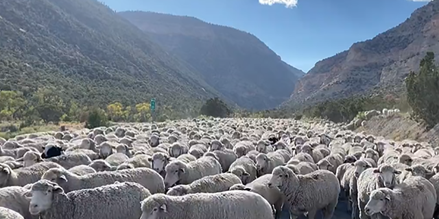 Manti-La Sal National Forest sheep "traffic jam"
