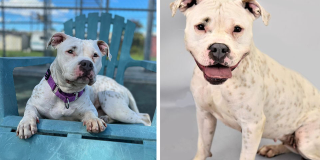 This beautiful dog named Snow White is available for adoption at Liberty Humane Society in Jersey City, New Jersey.