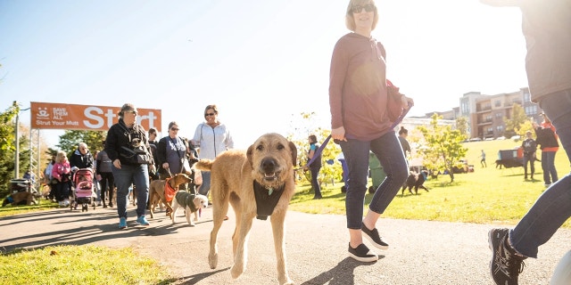 A dog and its owner participate in Best Friend Animal Society's Strut Your Mutt fundraising walk.