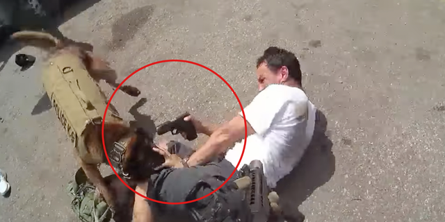 A screenshot of a suspect in Tucson, Arizona, pointing a gun at a police dog's head during an arrest.