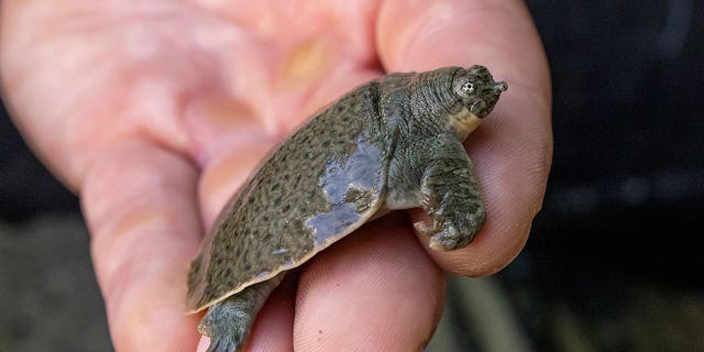 An Indian narrow-headed softshell turtle seen at the San Diego Zoo on August 16, 2022.