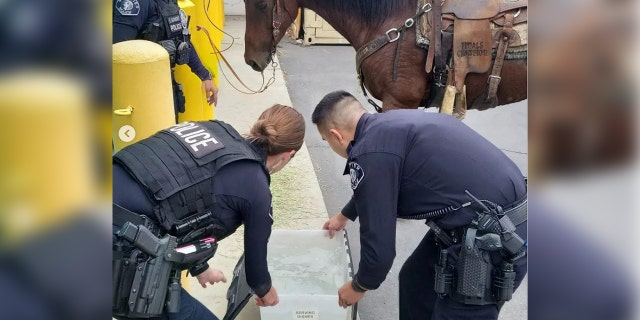 Officers give a horse water in Whittier, Calif., after a person riding it was taken into custody for suspected DUI.