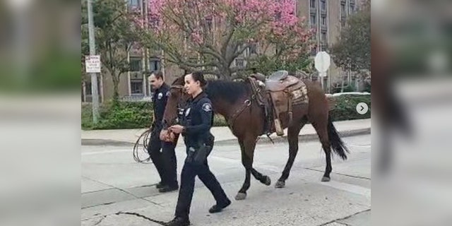 A suspect was taken into custody and the horse they were riding while allegedly intoxicated was brought to the Whittier police station, where it received lots of love from their team.