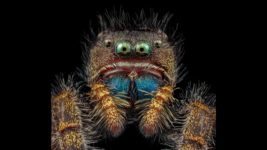 jumping spider