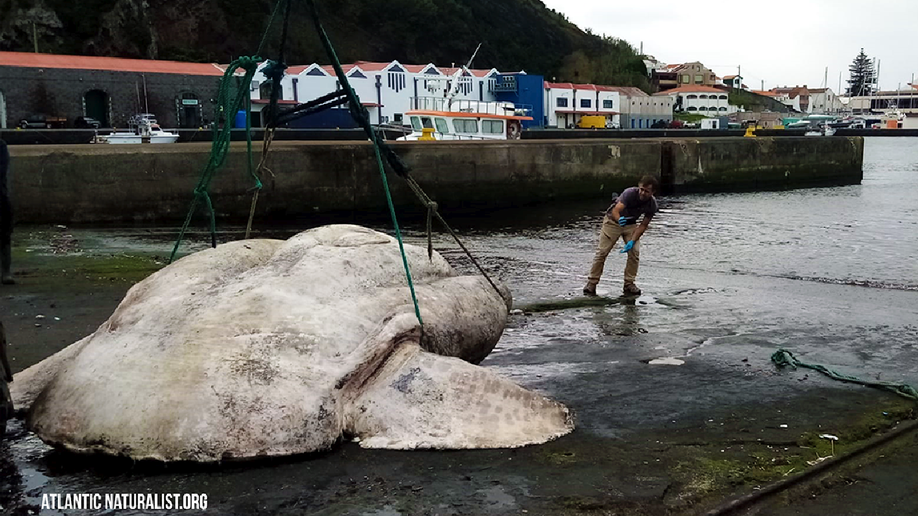 World record sunfish found in Portugal gets weighed