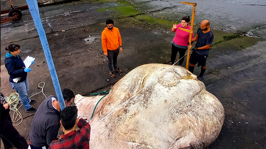 Giant sunfish found in Portugal gets attached to crane
