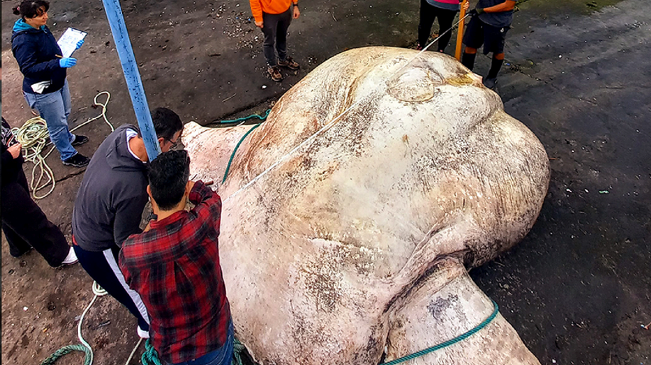 Giant sunfish found in Portugal gets attached to crane