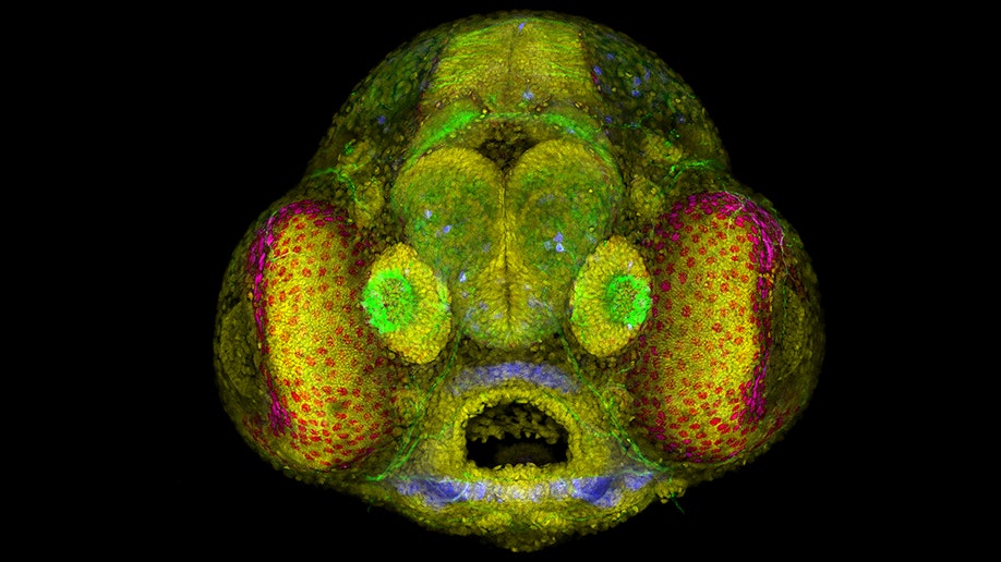 zebrafish head